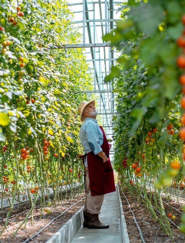 Erfahrener Landwirt in einem Gewächshaus, veranschaulicht Local SEO für landwirtschaftliche Betriebe